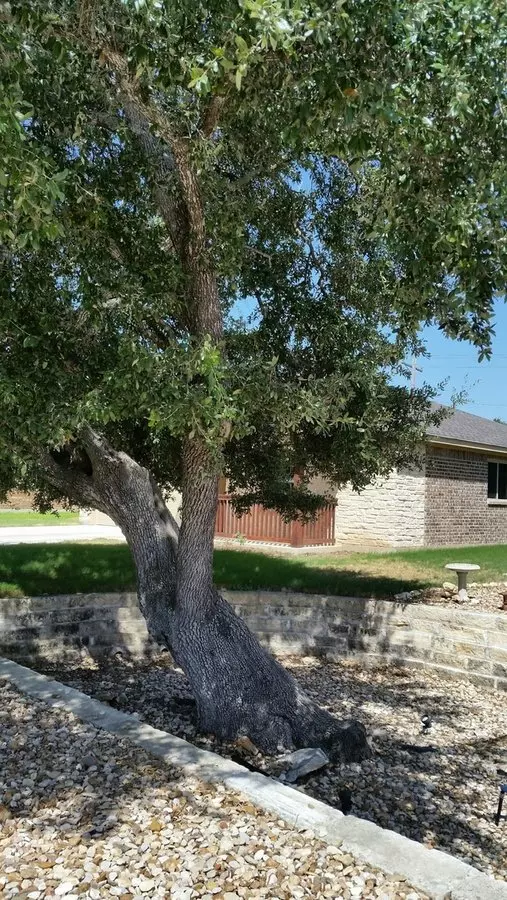 707 Algerita Dr Georgetown, TX 78628